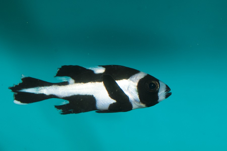 Macolor Snapper (Macolor niger) in Aquarium